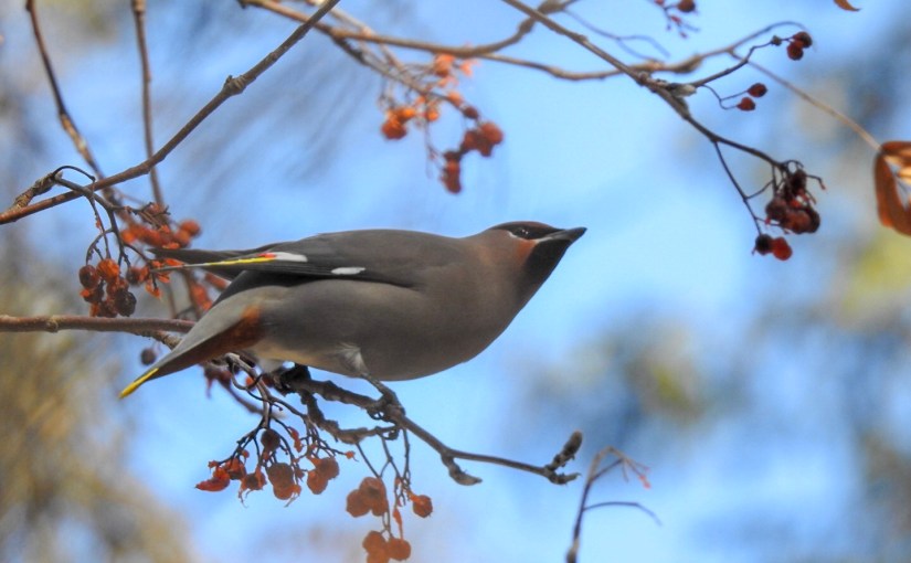 Project 366 – Post No. 002 – Quite a&nbsp;Looker