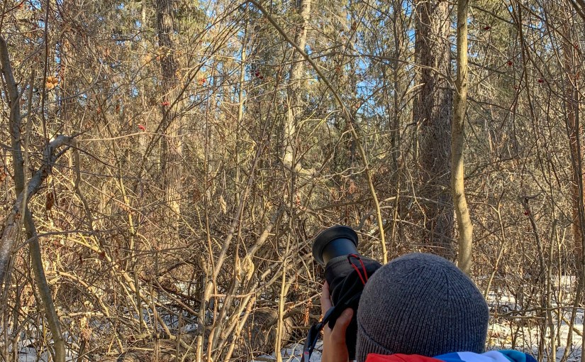 Project 366 – Post No. 001 – A Gaggle of Bohemian&nbsp;Waxwings