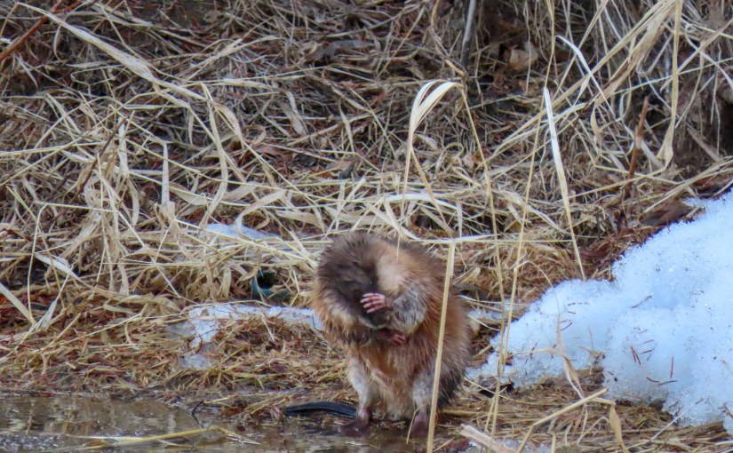 Project 366 – Post No. 008 – Muskrat Spring&nbsp;Grooming