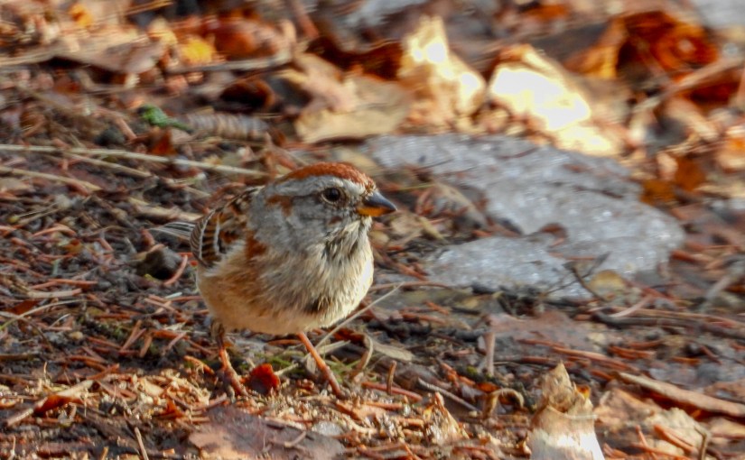 Project 366 – Post No. 007 – AB Big Year Bird&nbsp;#44