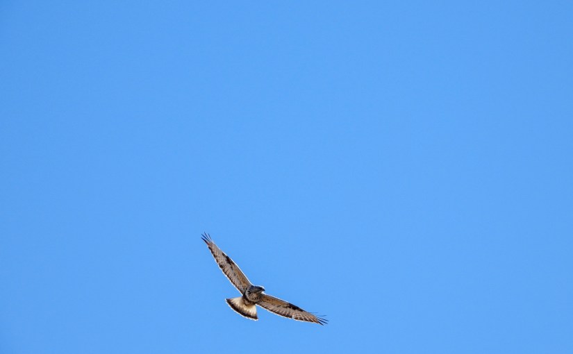 Project 366 – Post No. 014 – Rough-legged&nbsp;Hawk