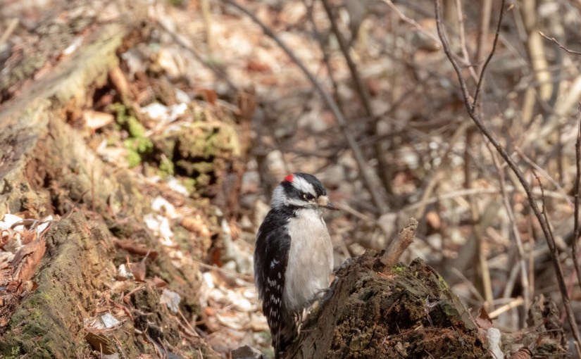 Project 366 – Post No. 016 – Downy&nbsp;Woodpecker