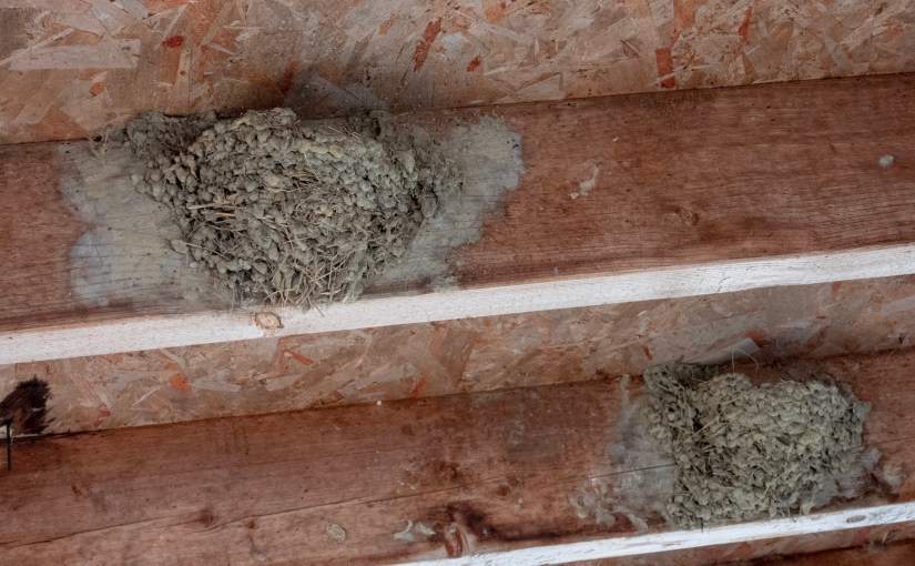 Project 366 – Post No. 018 – Barn Swallow Real&nbsp;Estate