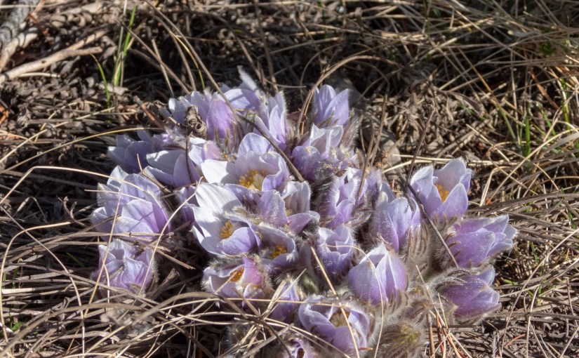 Project 366 – Post No. 028 – Prairie Crocuses In&nbsp;Blom