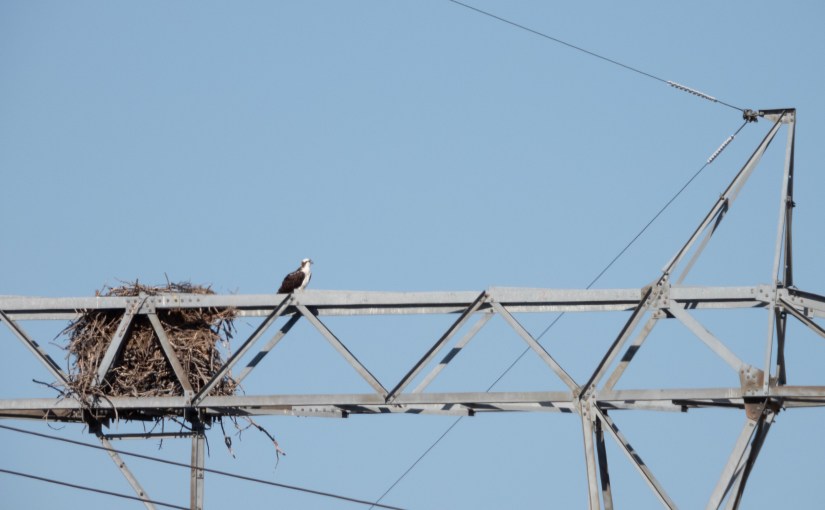 Project 366 – Post No. 029 – Ospreys in a Transmission&nbsp;Tower