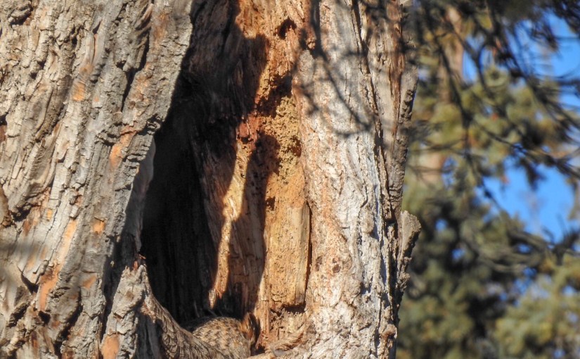 Project 366 – Post No. 010 – Great Horned Owl on&nbsp;Eggs
