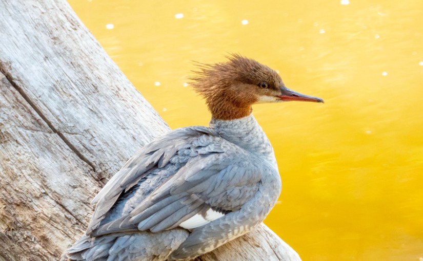 Project 366 – Post No. 055 – Common Merganser&nbsp;bachelor