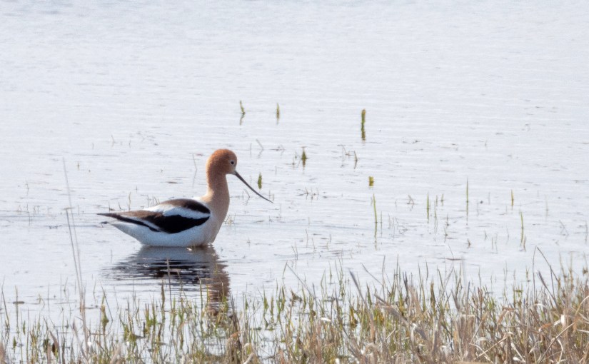Project 366 – Post No. 043 – American&nbsp;Avocet