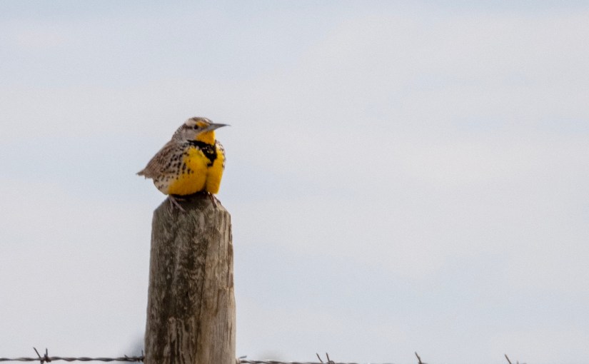 Project 366 – Post No. 045 – Western&nbsp;Medowlark