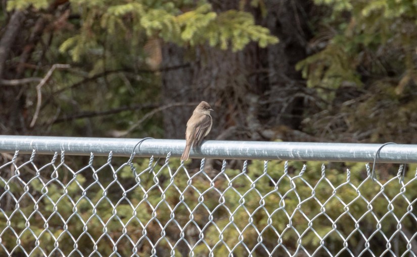 Project 366 – Post No. 042 – Eastern&nbsp;Phoebe