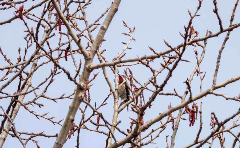 Project 366 – Post No. 041 – Yellow-bellied&nbsp;Sapsucker