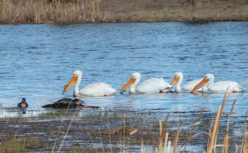 Project 366 – Post No. 040 – The Pelicans are in&nbsp;Town