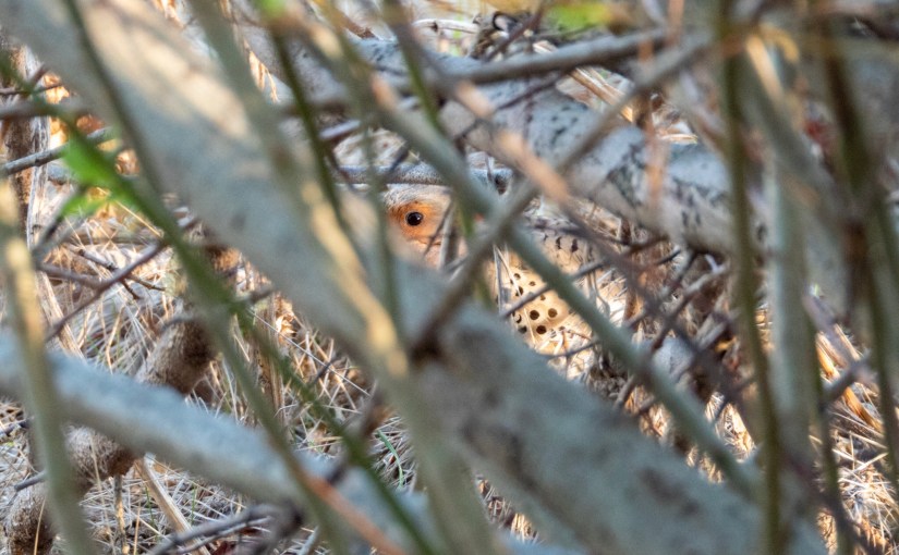 Project 366 – Post No. 052 – The Eye of the&nbsp;Flicker