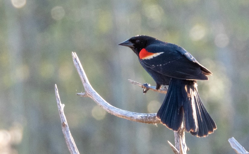 Project 366 – Post No. 049 – Red-winged&nbsp;Blackbird