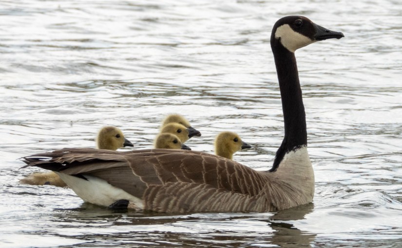 Project 366 – Post No. 059 – Canada goose&nbsp;goslings