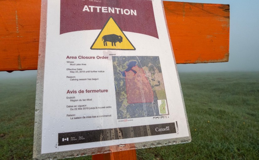 Project 366 – Post No. 064 – In search of bison&nbsp;calves