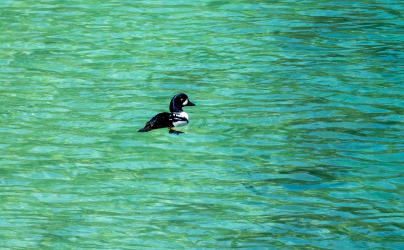 Project 366 – Post No. 082 – Barrow’s&nbsp;Goldeneye