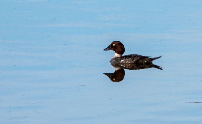 Project 366 – Post No. 079 – Common&nbsp;Goldeneye