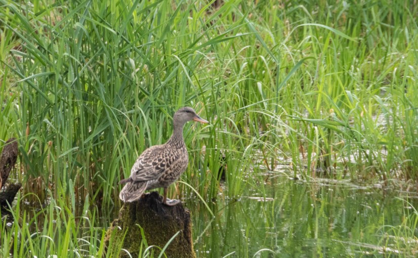 Project 366 – Post No. 070 – Vigilant&nbsp;Mallard