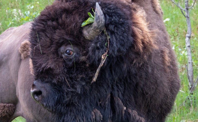 Project 366 – Post No. 067 – Mangy bison with flowers in his&nbsp;hair