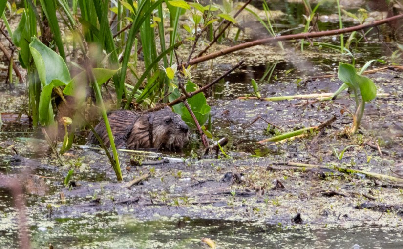 Project 366 – Post No. 069 – Spikey the&nbsp;Muskrat