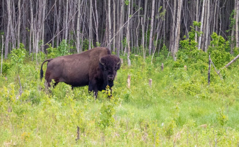 Project 366 – Post No. 068 – Wood&nbsp;Bison