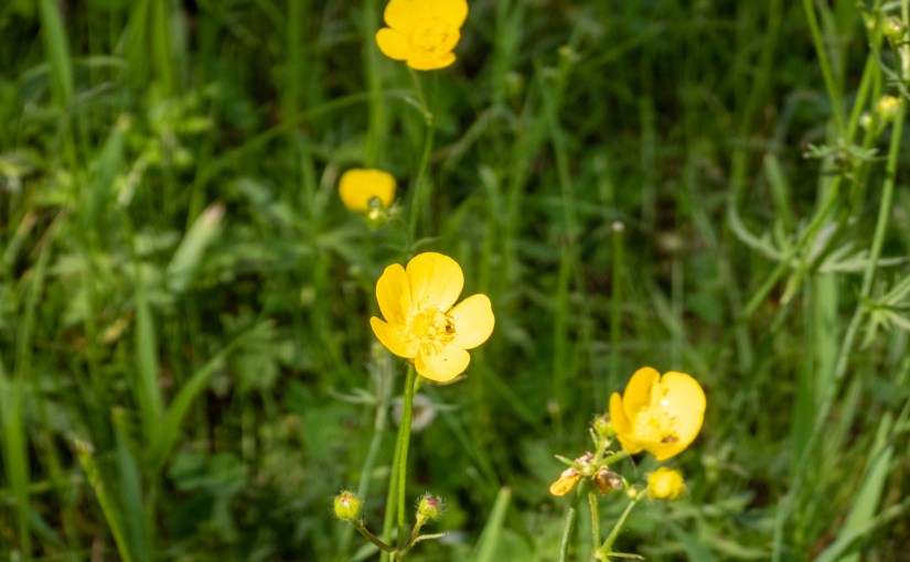 Project 366 – Post No. 088 – Meadow&nbsp;buttercup