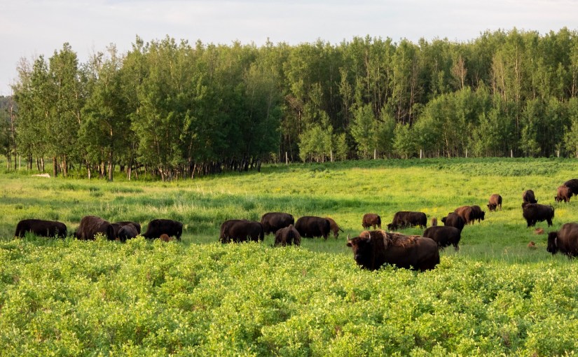 Project 366 – Post No. 094 – An obstinacy of&nbsp;bison