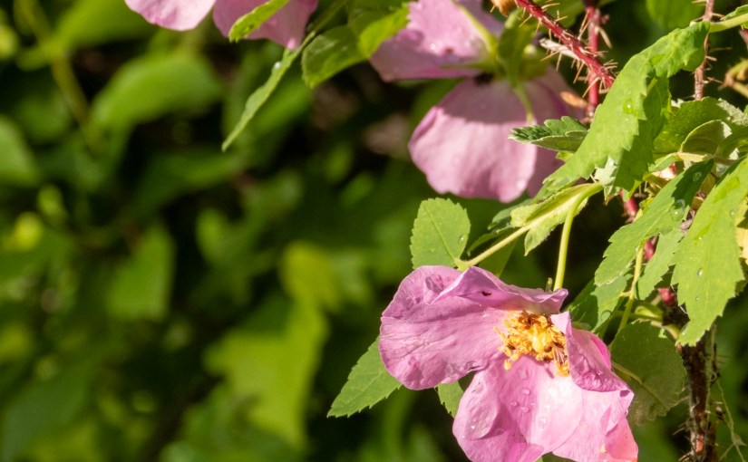 Project 366 – Post No. 090 – Prickly Wild&nbsp;Rose