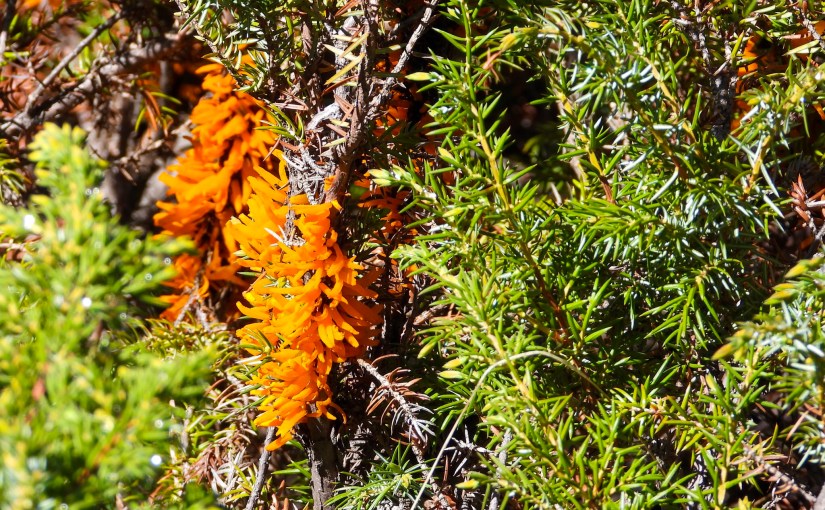 Project 366 – Post No. 084 – Rusty&nbsp;fungus
