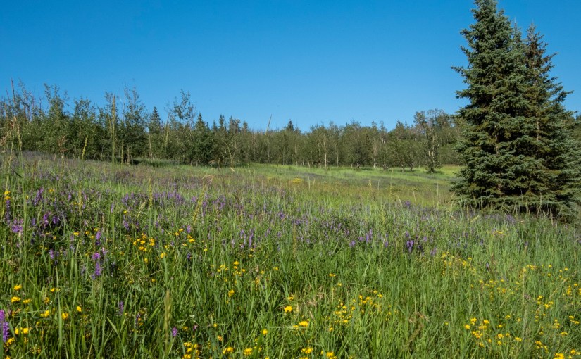 Project 366 – Post No. 119 – Summer&nbsp;meadow