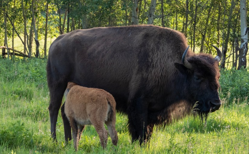 Project 366 – Post No. 096 – Mom&nbsp;time