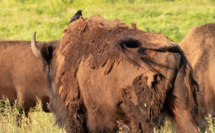 Project 366 – Post No. 099 – Brown-headed&nbsp;cowbird
