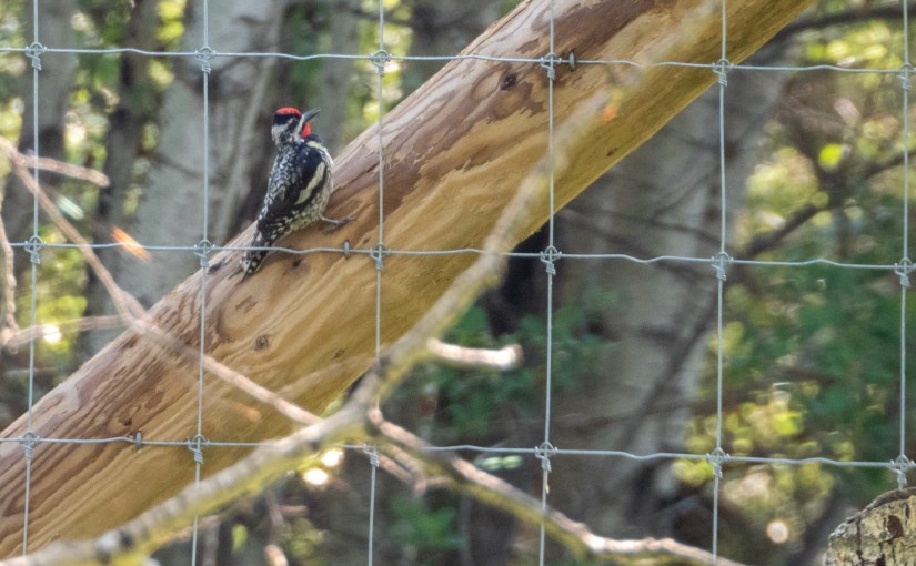 Project 366 – Post No. 120 – Yellow-bellied&nbsp;Sapsucker