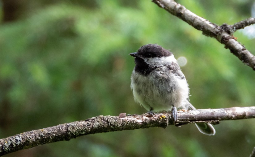 Project 366 – Post No. 103 – Fuzzy Black-capped&nbsp;Chickadee