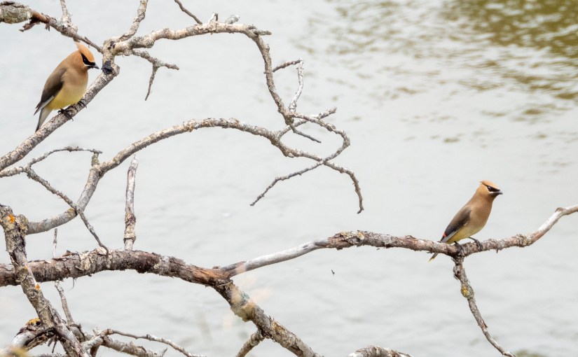 Project 366 – Post No. 101 – Cedar Waxwings at the MacTaggard&nbsp;Sanctuary