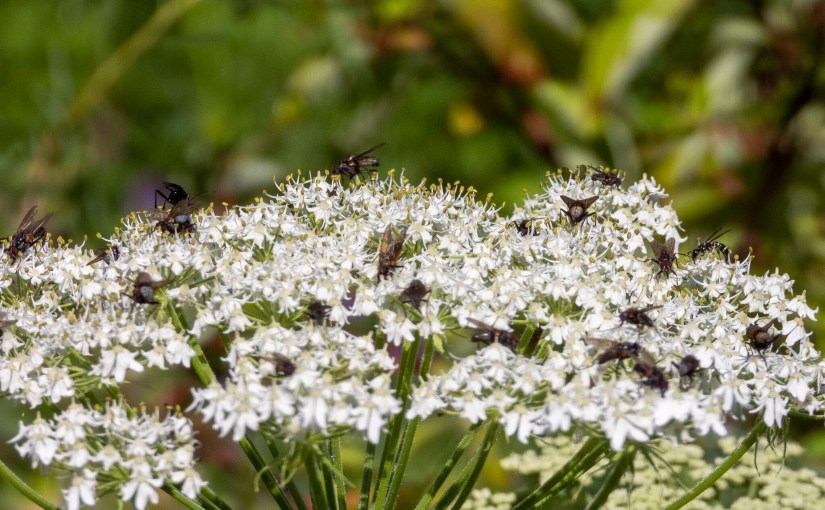 Project 366 – Post No. 113 – Invertebrate feeding&nbsp;frenzy