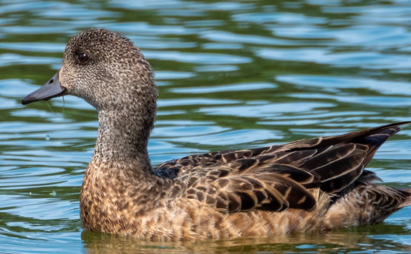 Project 366 – Post No. 110 – American&nbsp;Wigeon