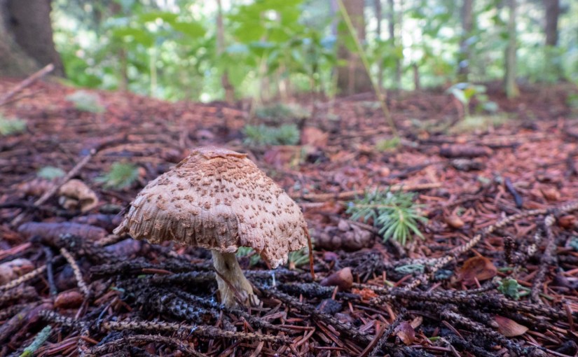 Project 366 – Post No. 129 – Fun guys in the&nbsp;forest