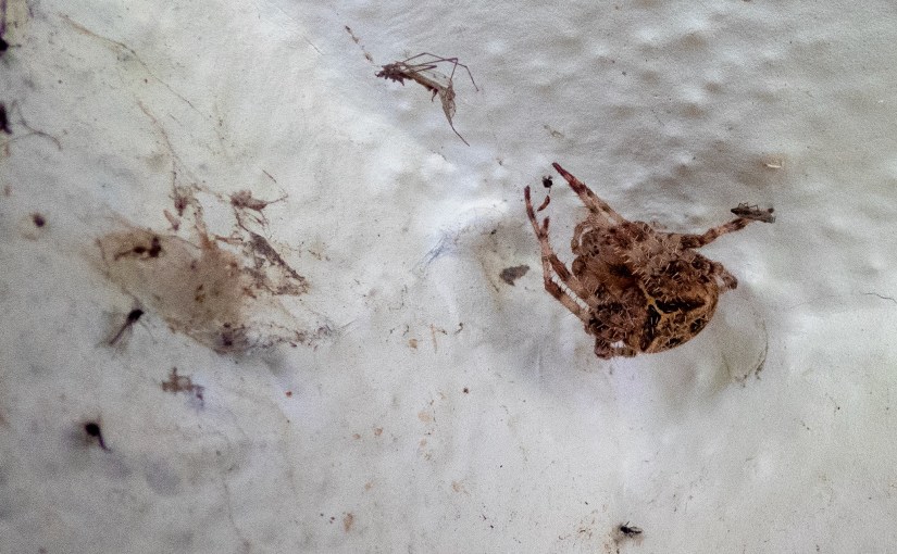 Project 366 – Post No. 154 – Friendly neighbourhood orb&nbsp;weaver