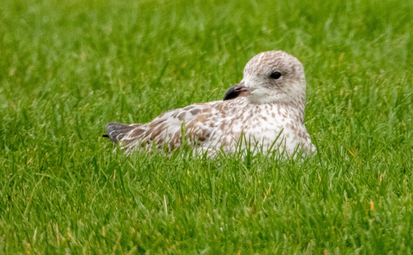 Project 366 – Post No. 155 – Juvenile Ring-billed&nbsp;Gull