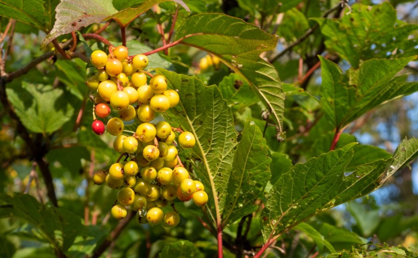 Project 366 – Post No. 132 – High-bush&nbsp;Cranberry