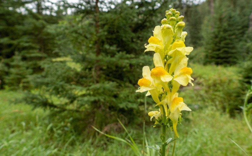 Project 366 – Post No. 143 –&nbsp;Butter-and-eggs