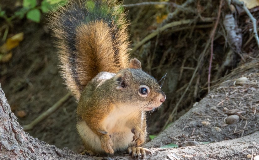 Project 366 – Post No. 173 – Red Squirrel at the&nbsp;creek