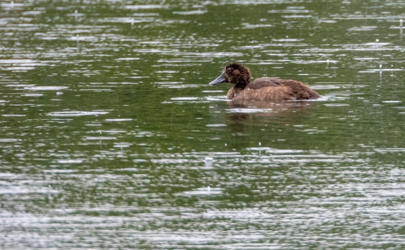 Project 366 – Post No. 159 –  Goldeneye in the&nbsp;rain