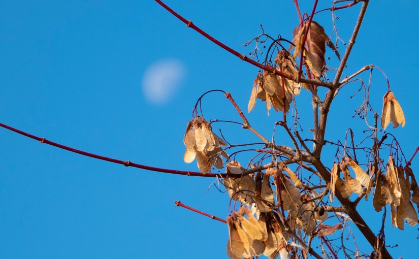 Project 366 – Post No. 208 – Maple in&nbsp;repose