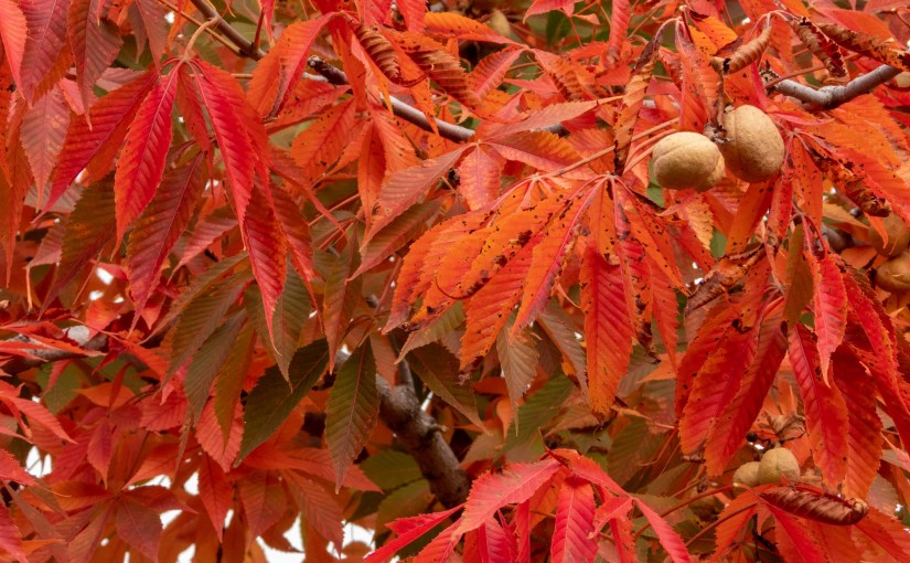 Project 366 – Post No. 192 – The season of&nbsp;abscission