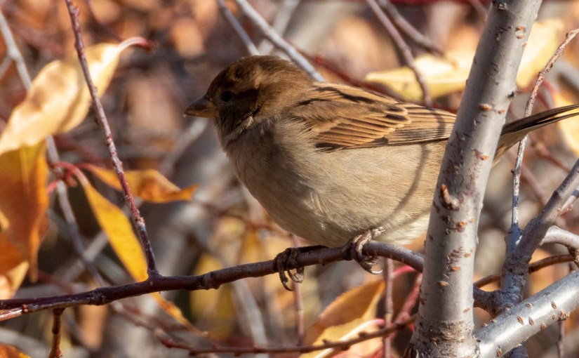 Project 366 – Post No. 206 – House&nbsp;sparrow