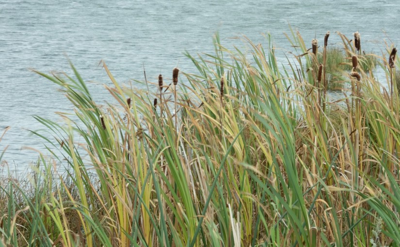 Project 366 – Post No. 200 – Reeds in&nbsp;breeze