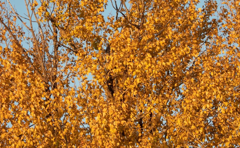 Project 366 – Post No. 195 – Quaking&nbsp;Aspen